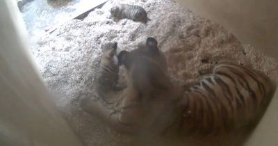 Chester Zoo welcomes birth of 'incredibly special' tiger cubs