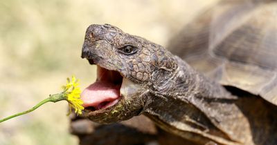 Nearly 300 lonely tortoises desperate for a new home as they wait to be adopted