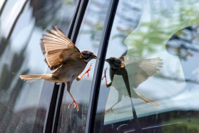 Prevent birds from slamming into windows