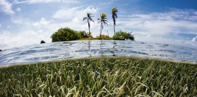 Tropical seagrass meadows are sand factories that can help defend coral reef islands from sea-level rise