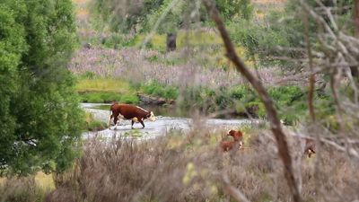 $362k fence in national park doesn’t keep cattle out of water