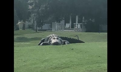 Massive gator spotted on Florida golf course, a ‘Jurassic’ moment