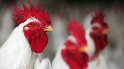 Global H5N1 bird flu outbreak so bad many countries are now considering vaccination