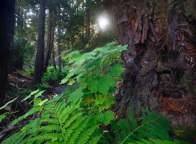 Can Trees Actually Talk to Each Other? New Research Suggests an Alternative Idea