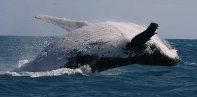 Australian humpback whales are singing less and fighting more. Should we be worried?