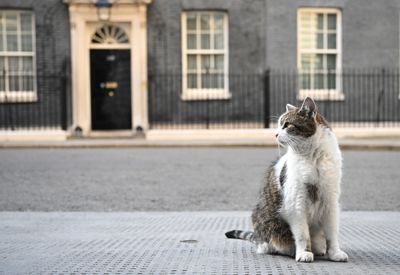 Larry the Cat celebrates 12 years of dutiful service at No. 10 Downing St.