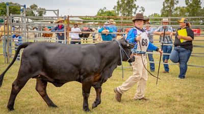 Brangus Youth Camp prepares young cattle handlers for the agriculture industry