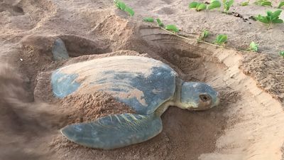 Indigenous rangers warn sea level and temperature rises caused by climate change are killing remote Northern Territory turtles