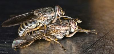 Discovery of tsetse fly mating behavior may help curb sleeping sickness