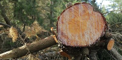 Cyclone Gabrielle triggered more destructive forestry 'slash' – NZ must change how it grows trees on fragile land