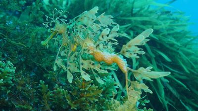 Divers hope new marine park will address ocean littering at Lucky Bay leafy sea dragon hotspot