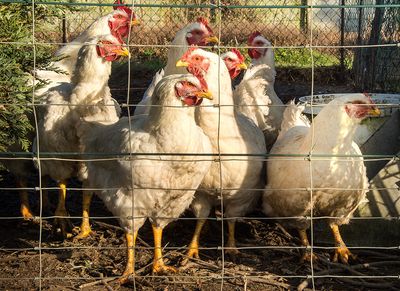 New bird flu outbreak spreads to mammals
