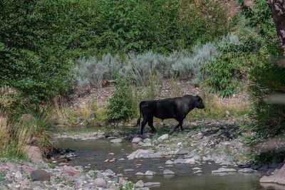 US forest issues kill order for feral cows in New Mexico