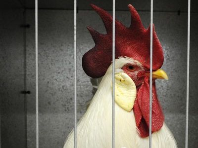 Sex-shy roosters peck away at chicken giant's profits