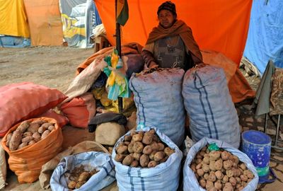 Drought and frost batter vital potato crops in Bolivia