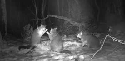 Dead kangaroos make a surprising feast for possums in the Australian Alps