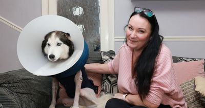 Tearful pet owner finally welcomes brave husky home after 'horrifying dog attack'