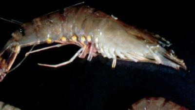 Yamba prawn farmers eradicate stock as white spot disease is detected on NSW's north coast