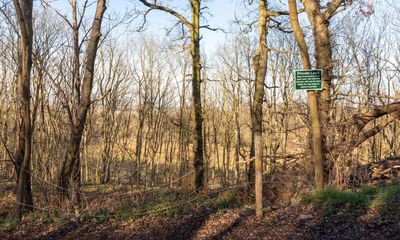 Country diary: These woods, this hill, are now out of reach