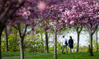 Spring of beautiful blossom expected in UK amid perfect conditions