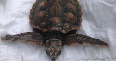 Rare turtle washes up on Mayo beach and it's the third one this month