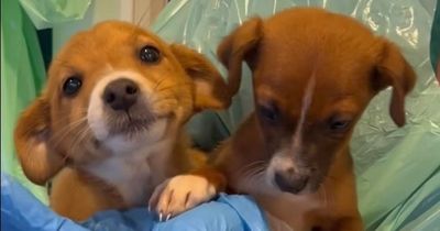 Two puppies 'left to die' in rubbish pile rescued by DSPCA