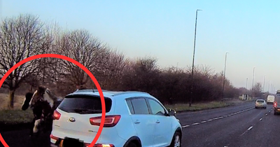 Horse dies after being hit by car on Coast Road at Wallsend as person trapped in vehicle