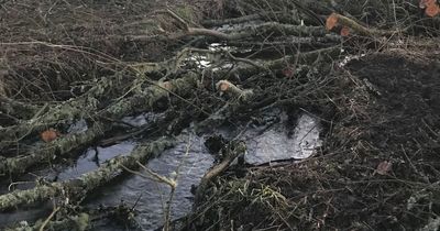 RSPB forced to clear beaver-friendly brash from Gartocharn burn over salmon fears