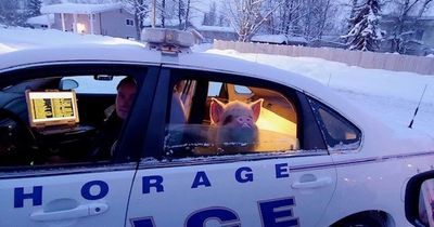 Police escort puzzled pig home after resident worried he 'looked cold'