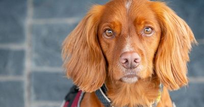 UK's first conservation detection dog will protect rare birds by sniffing out rats
