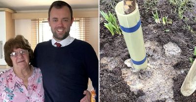 Vandals hack and pour bleach on gran's memorial tree - less than 48 hours after it was planted