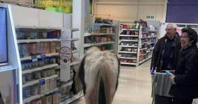 Shoppers shocked after horse spotted browsing the aisles in local supermarket