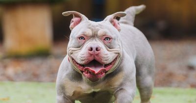 Breeding dogs with extreme characteristics should be recorded as an abuse crime, says vet association