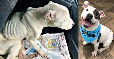Heartbreaking before and after story of dog dumped in Co Antrim forest and left to die