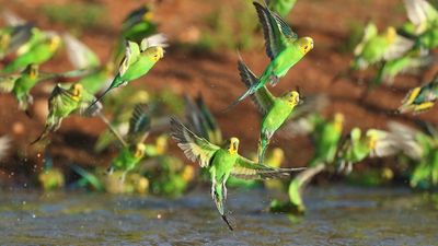 Budgie boom in outback Central Australia as rain creates perfect breeding conditions