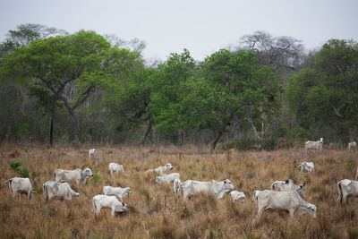 New Mexico feral cows to be culled by helicopter shooters