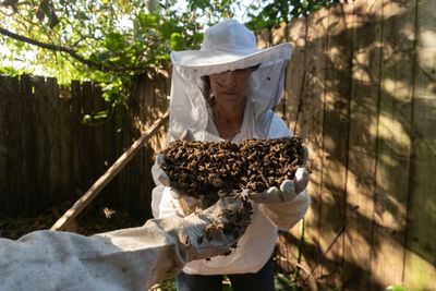 For a best friend to Florida bees, each rescue is personal