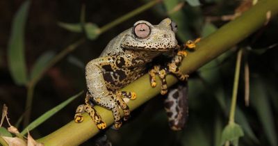 Frog species discovered is named after Lord of the Rings because it looks like an orc