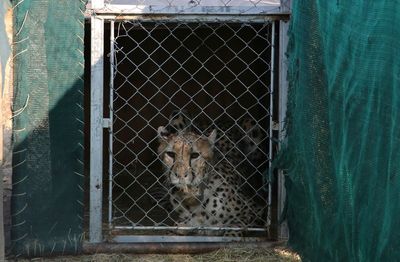 India welcomes 12 cheetahs from South Africa