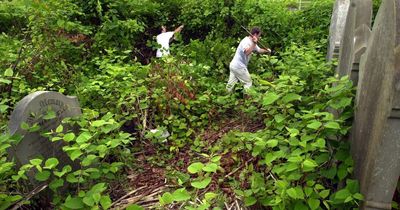 Map shows Merseyside's hotspots for 'UK's most invasive plant'