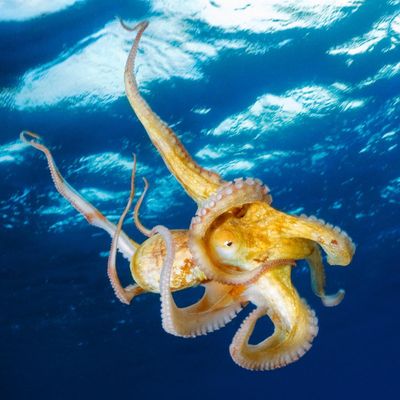The Mountain in the Sea by Ray Nayler – how to speak octopus