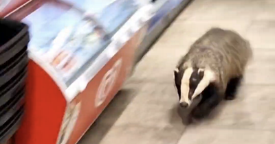 Badger 'chased' woman around aisles at petrol station