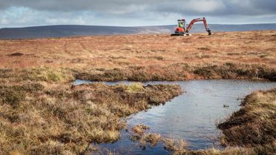 Ministers launch consultation on banning sale of peat in Scotland