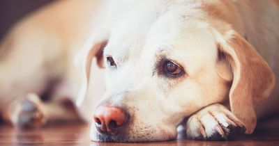 Concern over 'potential poisoning incidents' at Co Tyrone forest after deaths of three dogs