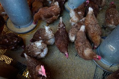 Bird flu costs pile up as outbreak enters second year