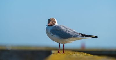 Warning issued to public after cases of bird flu detected in Limerick