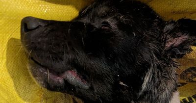 Dead puppy found dumped with 50 'appalling injuries' thought to have been used to dog fight