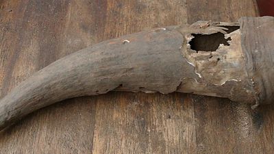 Cowabunga! Horn reveals herbal mixtures used by medieval healers in South Africa
