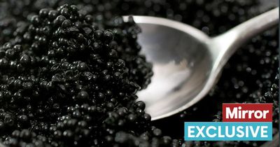Tory ministers face CAVIAR shortage after refusing to pay experts a decent wage