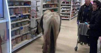 Shoppers shocked after HORSE spotted browsing the aisles in local Tesco superstore